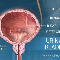 The ureter is indicated by