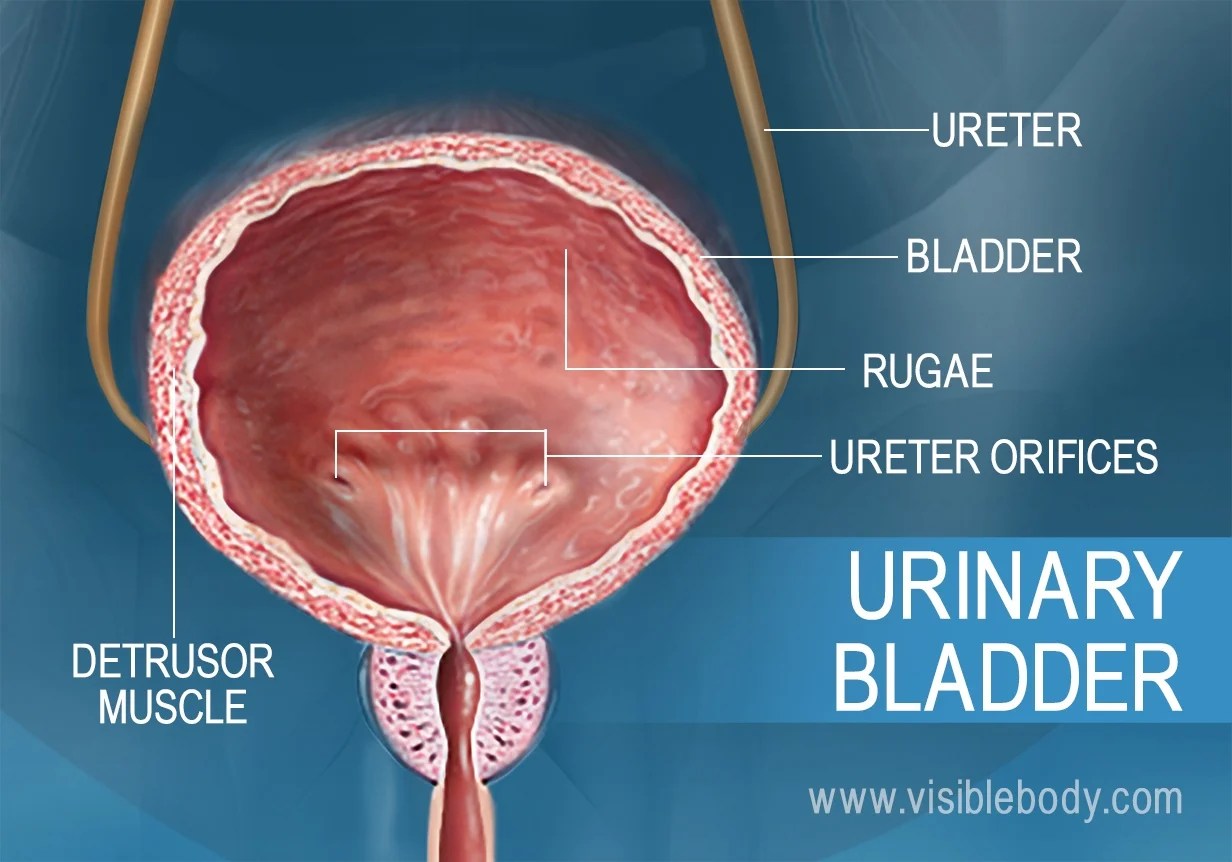 The ureter is indicated by