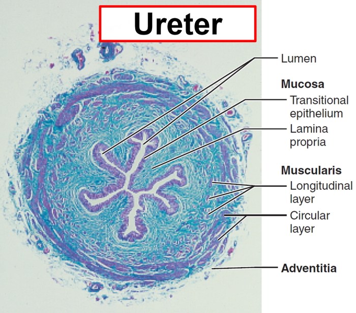 The ureter is indicated by