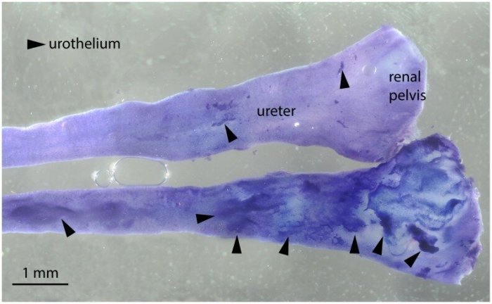 Ureter ureteral ureters pelvic reproduced